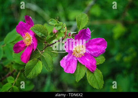 Niederlassungen der Blüte Hagebutten auf einem Hintergrund von Verschwommenes grün. Schönen natürlichen Hintergrund mit Blumen von einem dogrose. Stockfoto