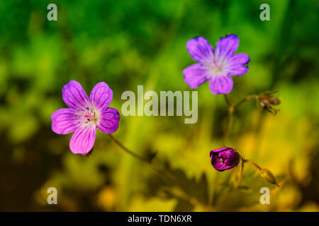 Niederlassungen der Blüte Hagebutten auf einem Hintergrund von Verschwommenes grün. Schönen natürlichen Hintergrund mit Blumen von einem dogrose. Stockfoto