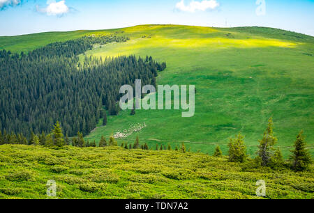 Schafe auf grünen Hügeln Stockfoto