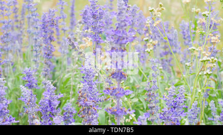 Blau blau Salvia (Salbei) Blüte. Schönen violetten Blumen auf der Wiese mit Gras Stockfoto