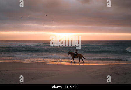 Junge Dame ein Pferd Reiten am Strand bei Sonnenuntergang. Frau Reiten entlang der Küste in Abend. Stockfoto