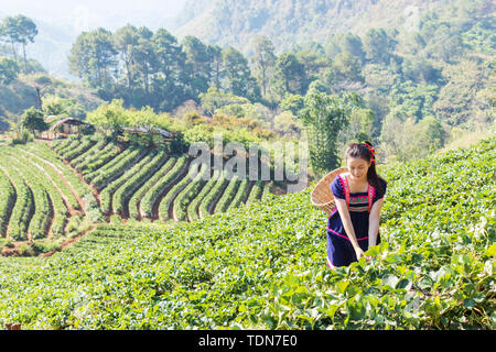 Junge Tribal asiatische Frauen aus Thailand Kommissionierung Teeblätter auf Tee Feld Plantage im Morgen am Doi ang khang Nationalpark, Chiang Mai, Thailand Stockfoto