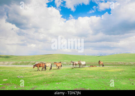 Im Frühsommer, eine Gruppe von Pferden Wandern auf der riesigen Bayinbrook prairie Stockfoto