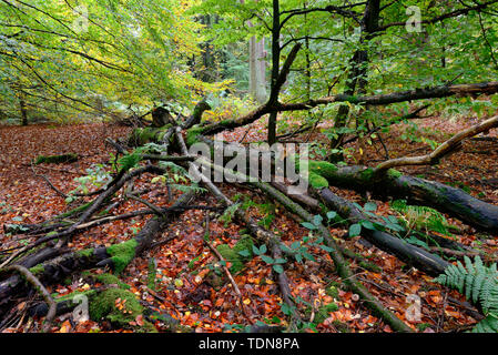 Alte umgestuerzte Baeume, Totholz, Urwald Sababurg, Reinhardswald, Weserbergland, Hessen, Deutschland, Europa Stockfoto