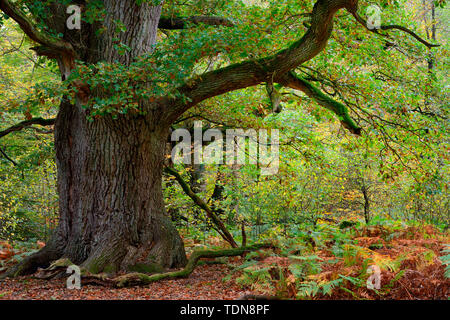 Alte Eiche, genannt Rapp-Eiche, Urwald Sababurg, Reinhardswald, Weserbergland, Hessen, Deutschland, Europa Stockfoto