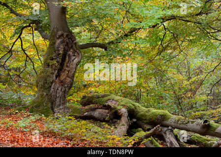 Alte Hutebuche, Fagus sylvatica, Hutewald Halloh bei Albertshausen, Bad Wildungen Naturpark Kellerwald-Edersee, Hessen, Deutschland Stockfoto