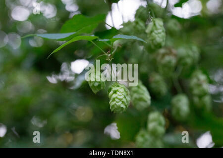 Wild wachsenden hop, Nationalpark Vorpommersche Boddenlandschaft, Fischland-Darß-Zingst, Mecklenburg-Vorpommern, Deutschland, (Humulus lupulus) Stockfoto