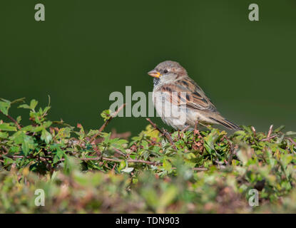 House sparrow, junge männliche, Nationalpark Vorpommersche Boddenlandschaft, Fischland-Darß-Zingst, Mecklenburg-Vorpommern, (Passer domesticus) Stockfoto