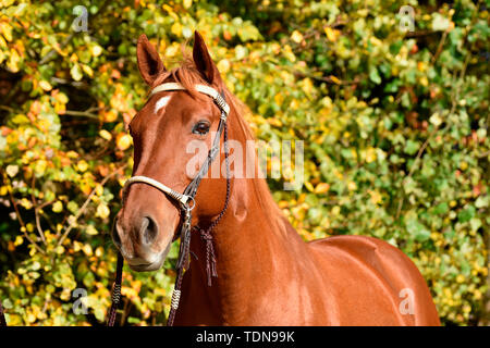 American Quarter Horse, Wallach, sorrell, gebisslosen Zäumung Stockfoto