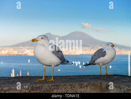 Mittelmeer-Silbermoewen, Castel dell'Ovo, Vesuv, Neapel, Italien Stockfoto
