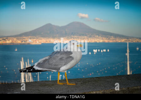 Silbermoewe, Castel dell'Ovo, Vesuv, Neapel, Italien Stockfoto