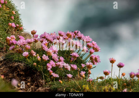 Von Brouch Birsay, Orkney Island, Schottland, Großbritannien Stockfoto