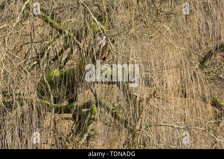 Trauerweide, Baden-Wuerttemberg, Deutschland, (Olea europaea) Stockfoto
