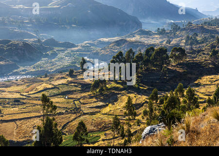 Landwirtschaftlichen Terrassen im Colca Canyon, Valley vom Mirador Antahuilque, Peru, Südamerika gesehen. Stockfoto