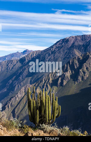 Kaktus Pflanzen entlang der Kante des Colca Canyon, Peru, Südamerika Stockfoto