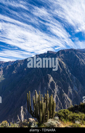 Kaktus Pflanzen entlang der Kante des Colca Canyon, Peru, Südamerika Stockfoto