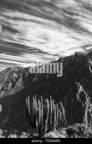 Kaktus Pflanzen entlang der Kante des Colca Canyon, Peru, Südamerika Stockfoto