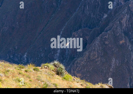 Kondore am frühen Morgen entlang der Colca Canyon am Cruz de Condor Aussichtspunkt, Peru fliegen, Südamerika Stockfoto