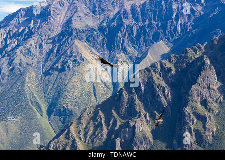 Kondore am frühen Morgen entlang der Colca Canyon am Cruz de Condor Aussichtspunkt, Peru fliegen, Südamerika Stockfoto