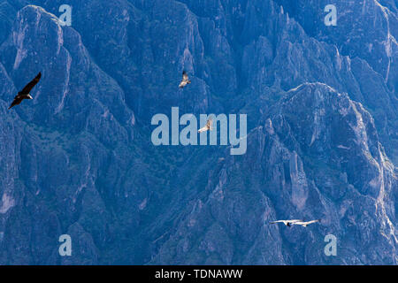 Kondore am frühen Morgen entlang der Colca Canyon am Cruz de Condor Aussichtspunkt, Peru fliegen, Südamerika Stockfoto