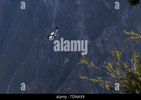 Kondore am frühen Morgen entlang der Colca Canyon am Cruz de Condor Aussichtspunkt, Peru fliegen, Südamerika Stockfoto