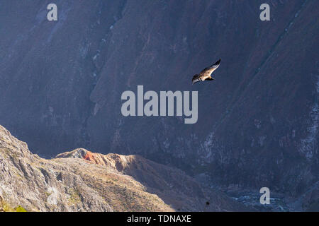 Kondore am frühen Morgen entlang der Colca Canyon am Cruz de Condor Aussichtspunkt, Peru fliegen, Südamerika Stockfoto