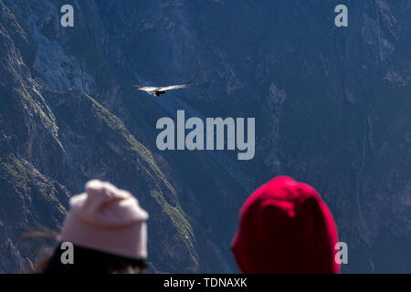 Kondore am frühen Morgen entlang der Colca Canyon am Cruz de Condor Aussichtspunkt, Peru fliegen, Südamerika Stockfoto