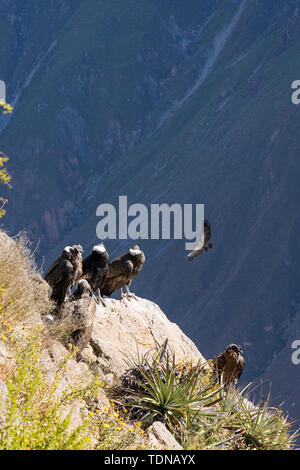 Kondore am frühen Morgen entlang der Colca Canyon am Cruz de Condor Aussichtspunkt, Peru fliegen, Südamerika Stockfoto