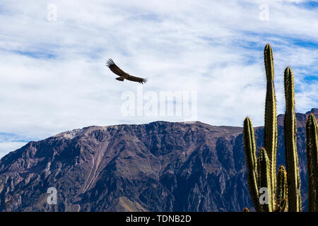 Kondore am frühen Morgen entlang der Colca Canyon am Cruz de Condor Aussichtspunkt, Peru fliegen, Südamerika Stockfoto