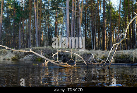 Tote Bäume und Äste im Wasser auf dem Fluss Pra Stockfoto