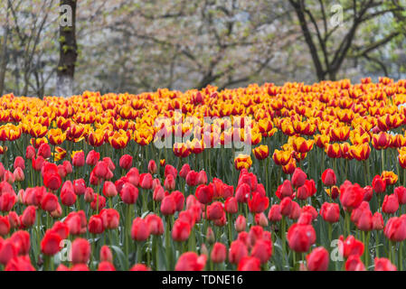Frühling Tulpe blühenden Jahreszeit in Prince Bay Park neben dem Westsee in Hangzhou, Zhejiang, China Stockfoto