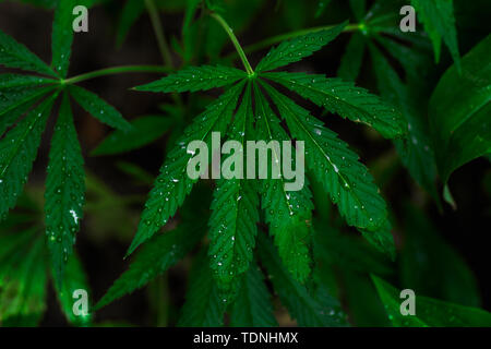Cannabis Pflanzen wachsen. Reifen Marihuana Pflanze mit Knospen und Blätter. Textur von Marihuana Pflanzen. Auf die Blätter von einem Tropfen Wasser. Hintergrund Natura Stockfoto