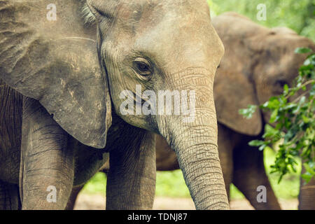 Afrika, Simbabwe, manaturals, Nationalparks, Tiere, Elefanten, baby Elefanten, Elefantenherden, Natur, primitive, geschützte Bereiche Stockfoto