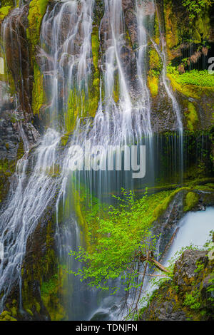 Panther Creek Falls ist eine 130 Fuß (40 m) Wasserfall auf Panther Creek im Wind River Valley in Skamania County, Washington. Der Wasserfall besteht aus Stockfoto