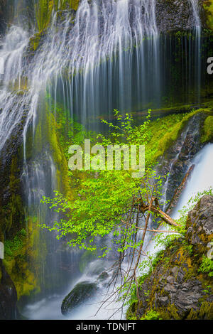 Panther Creek Falls ist eine 130 Fuß (40 m) Wasserfall auf Panther Creek im Wind River Valley in Skamania County, Washington. Der Wasserfall besteht aus Stockfoto