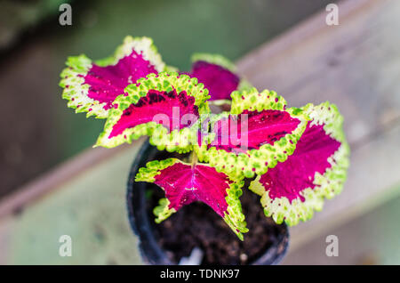 Nahaufnahme von einem bunten Coleus violetten und grünen Anlage Stockfoto