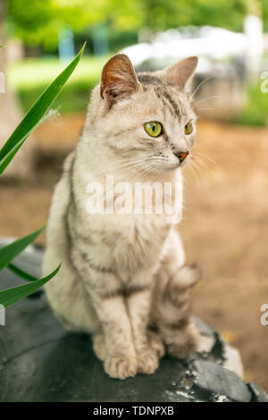 Ein Grau gestreiften tabby Katze sitzt auf dem Rasen Stockfoto