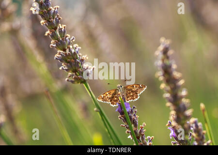 Schmuddelig skipper Erynnis tages Schmetterling Bestäubung in Lila blühenden Lavendel Blumen. Stockfoto