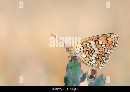 Nahaufnahme einer flockenblume fritillary, Melitaea phoebe, Schmetterling ruht und die Bestäubung in hellem Sonnenlicht. Stockfoto
