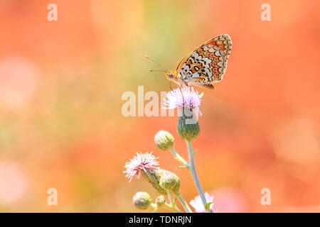 Nahaufnahme einer flockenblume fritillary, Melitaea phoebe, Schmetterling ruht und die Bestäubung in hellem Sonnenlicht. Stockfoto