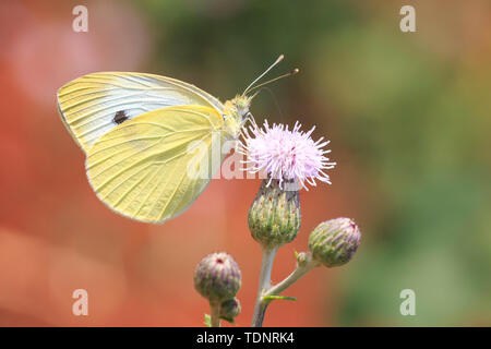 Closeup Seitenansicht eines Pieris brassicae, die große weiße oder Kohl Schmetterling auf einer Blume bestäuben. Stockfoto