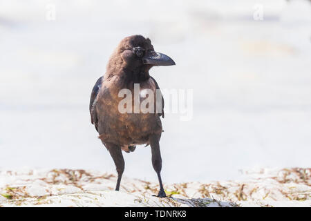 Nahaufnahme eines Hauses Crow Corvus Vogel auf einem weißen Sandstrand und hellem Sonnenlicht splendens Stockfoto