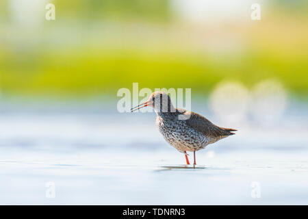 Gemeinsame rotschenkel Tringa totanus waten Vogel Futter im Wasser an einem sonnigen Tag Diese Eurasischen wader Vogel sind gemeinsame Züchter in den agraric Grünland von Stockfoto