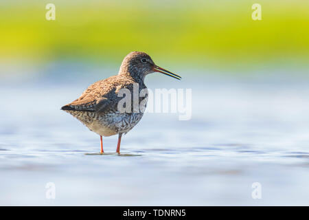 Gemeinsame rotschenkel Tringa totanus waten Vogel Futter im Wasser an einem sonnigen Tag Diese Eurasischen wader Vogel sind gemeinsame Züchter in den agraric Grünland von Stockfoto