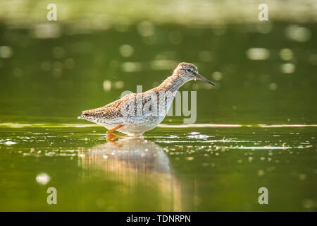 Gemeinsame rotschenkel Tringa totanus waten Vogel Futter im Wasser an einem sonnigen Tag Diese Eurasischen wader Vogel sind gemeinsame Züchter in den agraric Grünland von Stockfoto