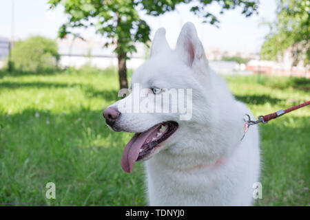 White Siberian husky mit blauen Augen steht auf einer Wiese im Park. Heimtiere. Reinrassigen Hund. Stockfoto