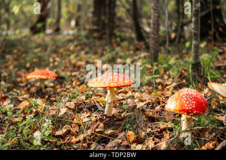 Giftige Amanita Pilze wachsen in einer Waldlichtung. Psychotrope Pilze Stockfoto