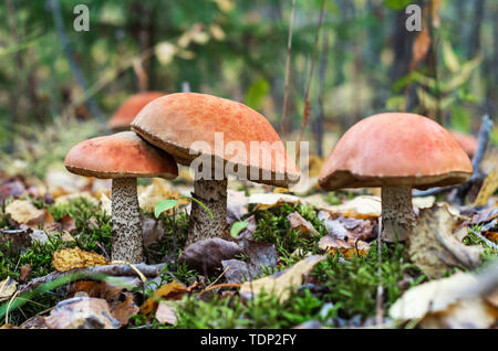 Pilzsaison im Wald Leccinum versipelle. Laub, Herbst Wald. Stockfoto