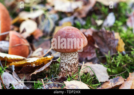 Pilzsaison im Wald. Laub, Herbst Wald Stockfoto