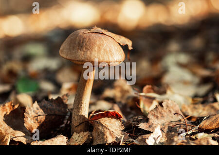 Pilzsaison im Wald. Laub, Herbst Wald Stockfoto